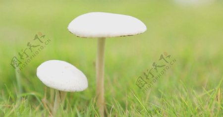 绿草地上的蘑菇