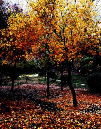 秋雨中的枫树图片