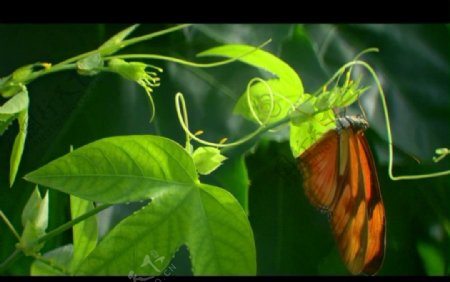绿叶蝴蝶视频素材