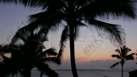 海岸椰树背景视频