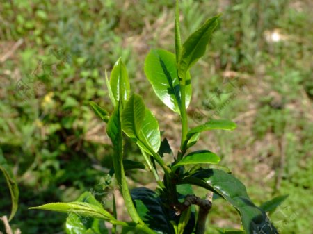 茶叶树图片
