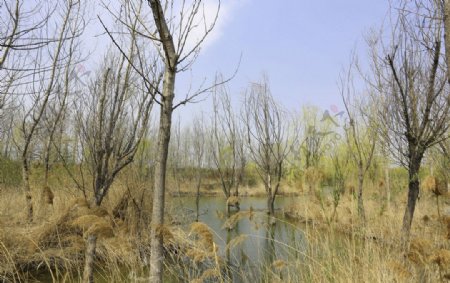 湿地新春图片
