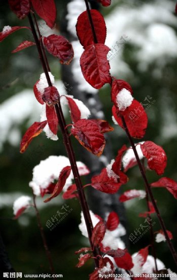 红樱花树图片
