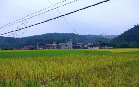 金色的乡村稻田风光图片