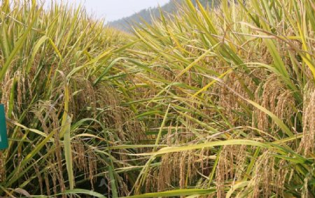 高产水稻图片