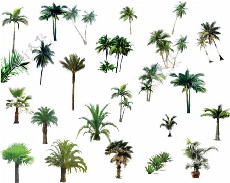 椰树风景树图片