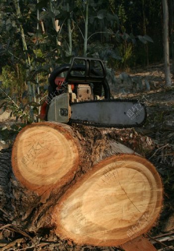 伐木摄影图片