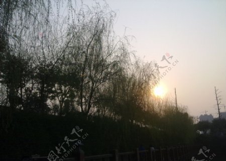 摄影夕阳柳树图片