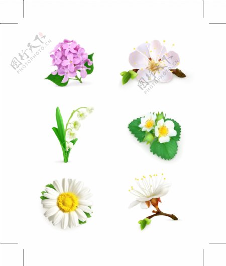 花卉花朵设计矢量图图片