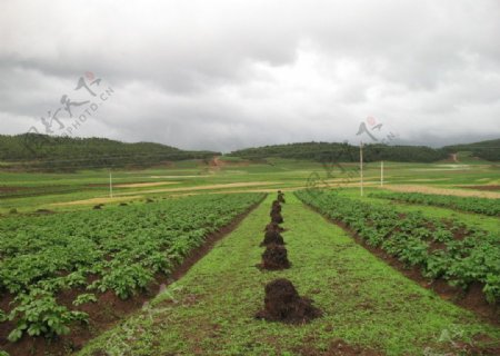 丽江田间图片