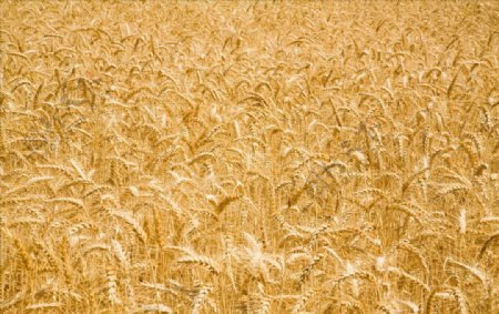 小麦自然图片