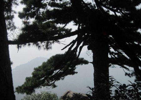 苍老松树图片