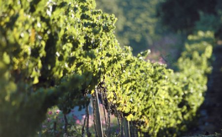 葡萄酒与葡萄庄园图片