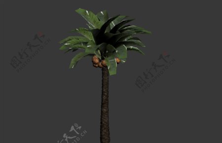 金棕榈树模型图片