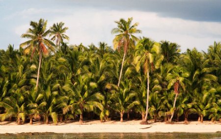 菲律宾椰子树种植图片