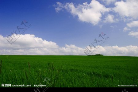 牧草的青空图片