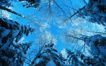 森林雪后图片