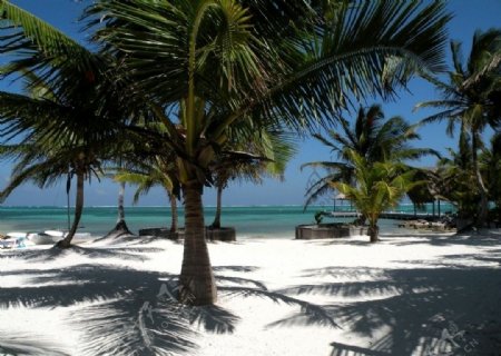 度假胜地的椰树林图片