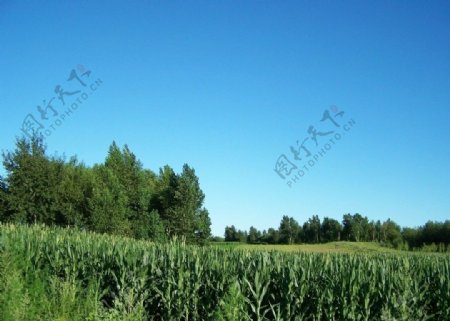 村间无暇的蓝天与田地树木图片