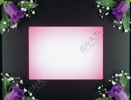 紫色小花相框图片