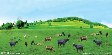 草地羊群风景图片