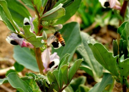 蜜蜂与豌豆花图片