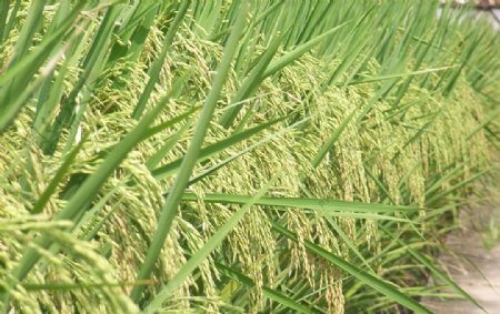 杂交水稻种子图片