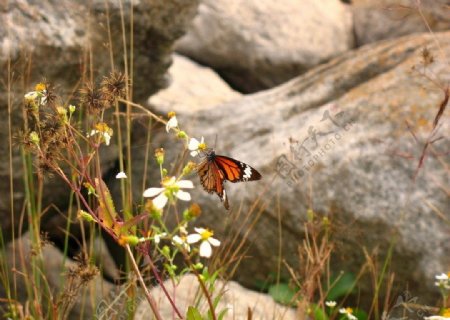 石头堆蝴蝶采花蜜图片