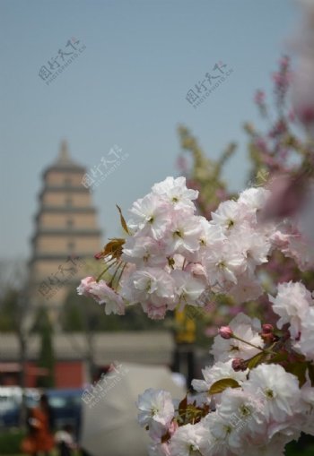 樱花映印下的大雁塔图片