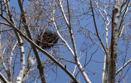 大树上的鸟巢图片
