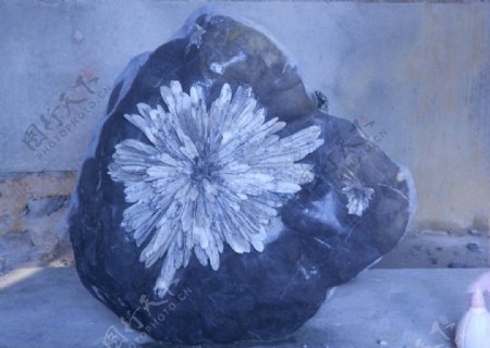 湖南菊花石雕图片