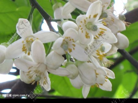 春绿之柚子花香2图片