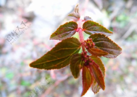 植物图片非高清