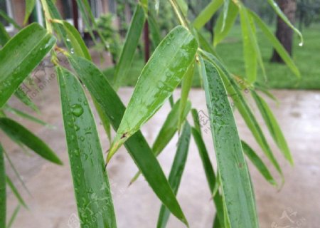 雨中竹叶图片