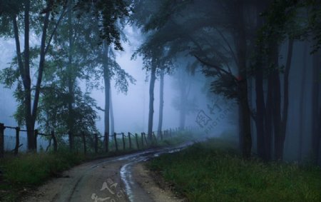 森林雾气阴霾图片