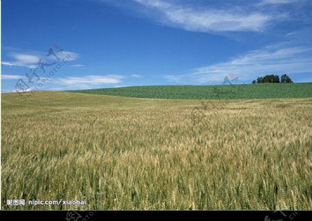 田园麦穗图片