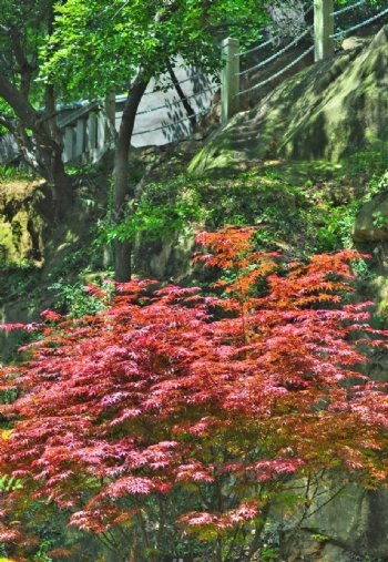 红枫绿树石径斜图片