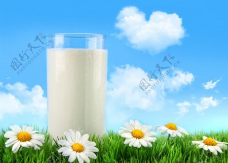 蓝天白云绿野菊花牛奶图片