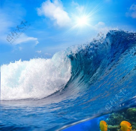海浪和海底生物图片