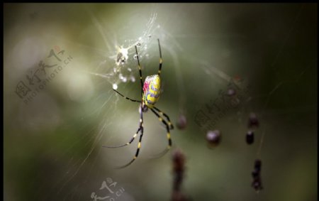 蜘蛛的家图片