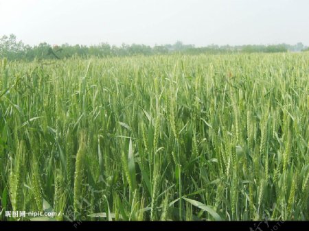 小麦低角度图片