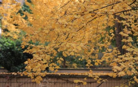 深秋的银杏树图片