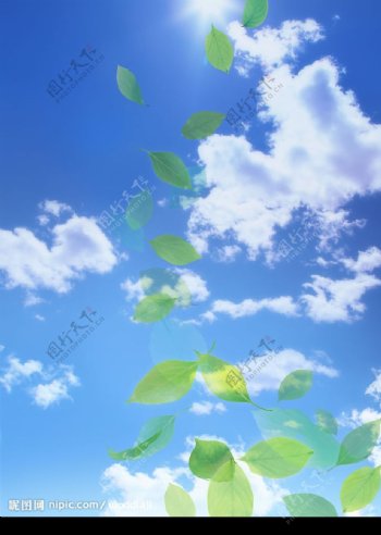 天空树叶白云光芒图片
