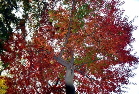 秋天一棵树图片