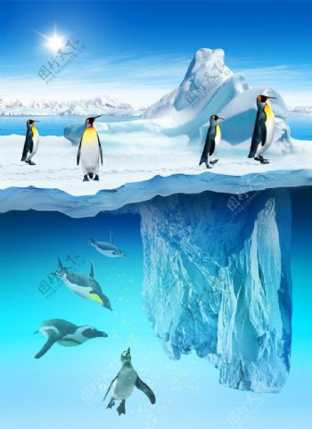 冰山上的企鹅图片