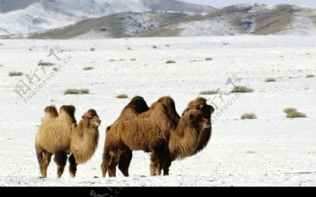 荒漠骆驼风光图片