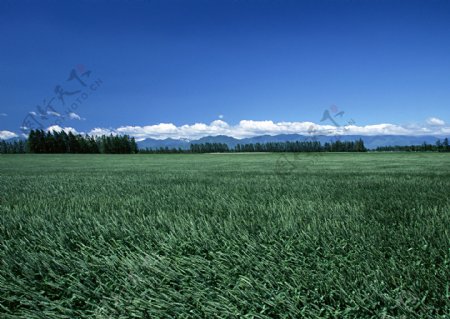 农田玉米白菜黄豆水稻小麦图片
