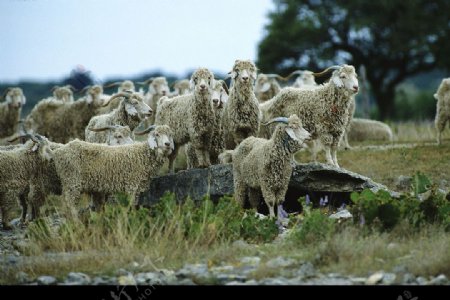 动物羊图片