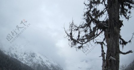 雪山与树图片