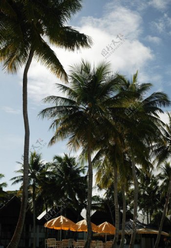 休养地的椰树图片